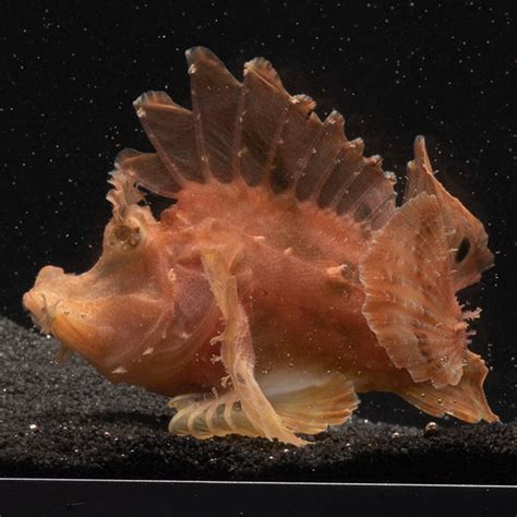 rhinopias fish|Rhinopias .